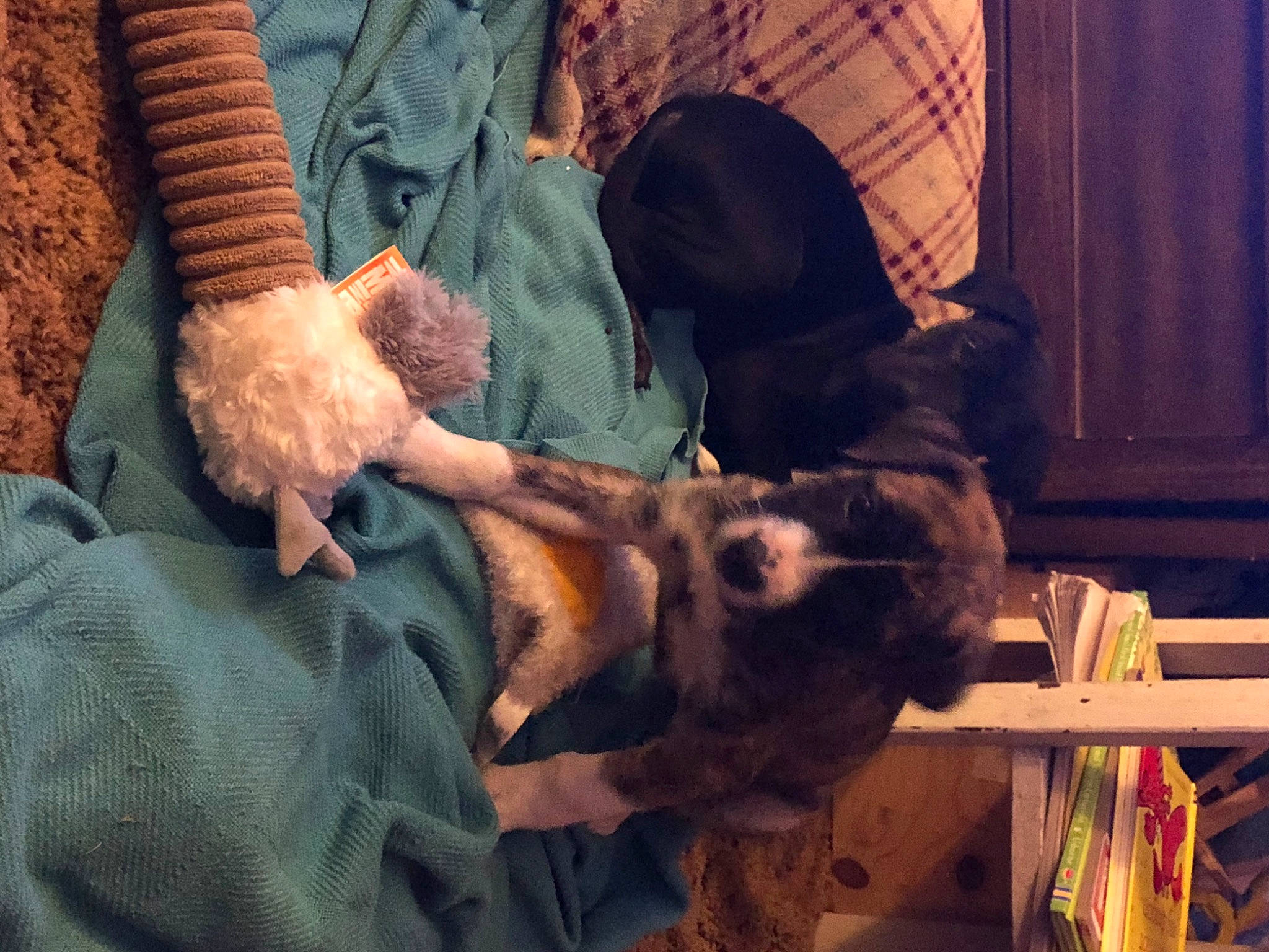 Dozer is registered to the contest to win money with this photo: canidae, carnivore, dog, dog_breed, fawn