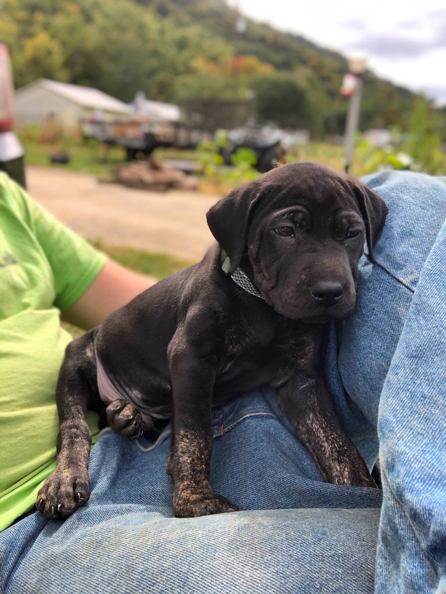 Dozer is registered to the contest to win money with this photo: cane_corso, canidae, carnivore, dog, dog_breed, great_dane, guard_dog, labrador_retriever, mammal, puppy, rare_breed_dog, snout, sporting_group, vertebrate