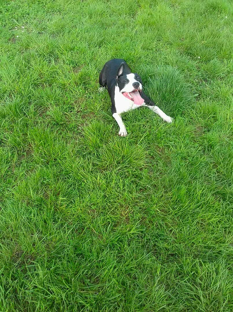 Nouba participe au concours pour gagner de l'argent avec cette photo : canidae, carnivore, dog, dog_breed, english_springer_spaniel, grass, grass_family, green, lawn, meadow, plant, pointer, sporting_group, tail