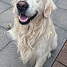 Micky participe au concours pour gagner de l'argent avec cette photo : dog, golden_retriever, pet, animal, outdoor, smiling, fur, canine, happy, tongue, paw, face, eyes, nose, ears, sitting, stone_patio, wooden_deck, daylight, closeup