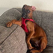 Baby is registered to the contest to win money with this photo: animal, brown_dog, canine, companion, couch, cute, dog, ears, furniture, household, indoor, looking, paw, pet, puppy, red_harness, relaxed, resting, texture, young_dog