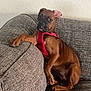 animal, brown_dog, canine, companion, couch, cute, dog, ears, furniture, household, indoor, looking, paw, pet, puppy, red_harness, relaxed, resting, texture, young_dog