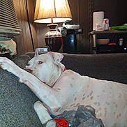 Juicy joined the competition — help win amazing prizes! air_conditioner, brown_wall, casual, couch, cozy, dog, electronics, furniture, home, indoor, lamp, living_room, pet, plastic_bag, relaxed, side_table, soda_can, spotted_dog, white_dog, window