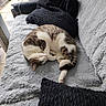 cat, sleeping, couch, pillows, indoor, cozy, fluffy, gray, black, pet, relaxing, balcony, fur, domestic_animal, resting, curled_up, window, home, comfort, feline
