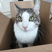 Akito a rejoint le concours — aidez-le/la à gagner de superbes lots ! cat, cardboard_box, pet, animal, feline, whiskers, curious, indoor, close_up, green_eyes, cute, domestic_cat, fur, tabby, white_fur, pink_nose, sitting, looking, portrait, house