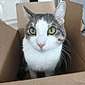 cat, cardboard_box, pet, animal, feline, whiskers, curious, indoor, close_up, green_eyes, cute, domestic_cat, fur, tabby, white_fur, pink_nose, sitting, looking, portrait, house