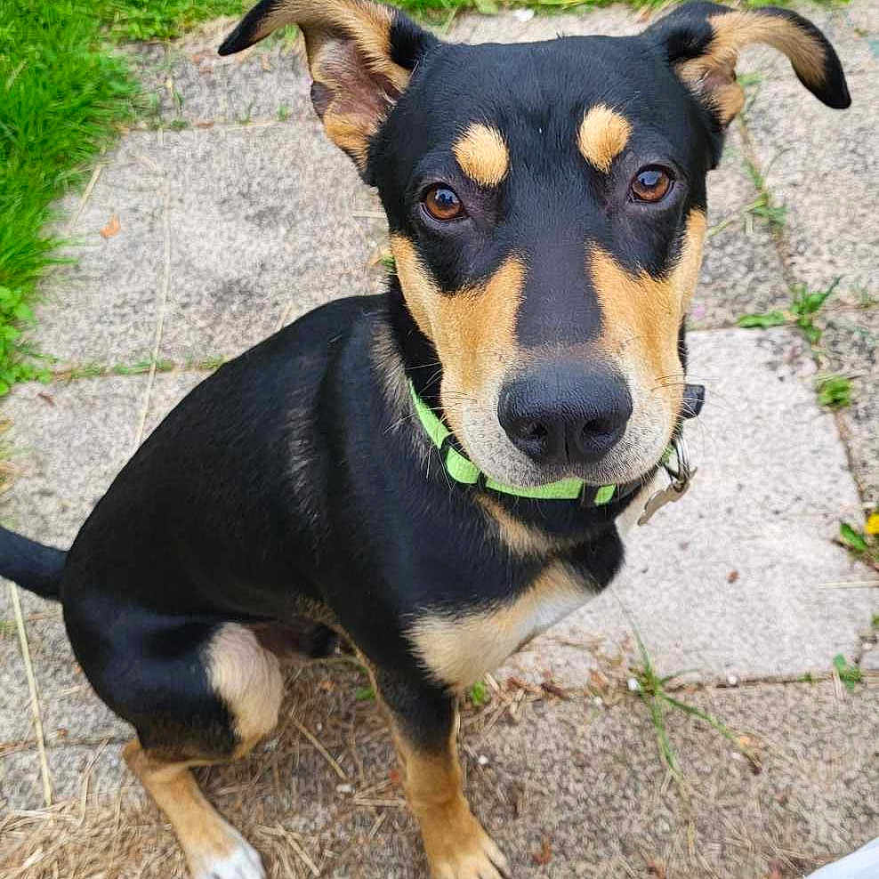 Ulysse a rejoint le concours — aidez-le/la à gagner de superbes lots ! accessories, animal, ball, bench, canine, chihuahua, dog, furniture, grass, hound, outdoors, path, pet, plant, puppy, sidewalk, slate, sport, strap, tennis