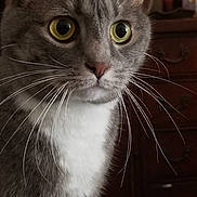 Dusty joined the competition — help win amazing prizes! animal, cat, close_up, curious, domestic_cat, dresser, eyes, face, feline, fur, gray_cat, indoor, mammal, pet, portrait, whiskers, whiskers_long, white_fur, wide_eyes, wooden_furniture