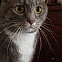 animal, cat, close_up, curious, domestic_cat, dresser, eyes, face, feline, fur, gray_cat, indoor, mammal, pet, portrait, whiskers, whiskers_long, white_fur, wide_eyes, wooden_furniture