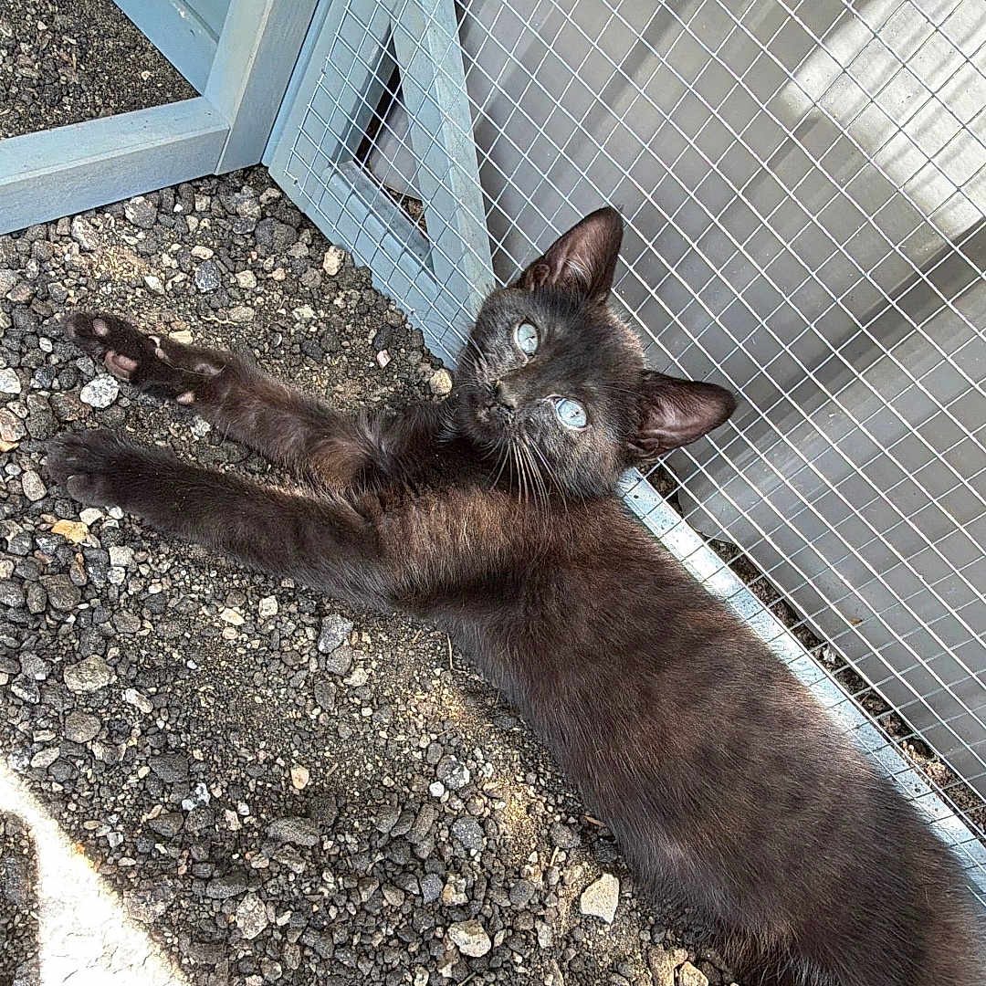 Binx joined the competition — help win amazing prizes! black_cat, kitten, blue_eyes, gravel, fence, metal_mesh, outdoor, sunlight, shadow, animal, pet, lying_down, resting, curious, young_cat, nature, daylight, closeup, mammal, relaxed