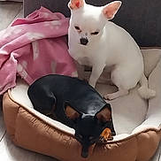 Nathalie Sochard a rejoint le concours — aidez-le/la à gagner de superbes lots ! dog, pet_bed, white_dog, black_dog, blanket, indoor, flooring, small_dog, canine, relaxed, resting, ears, cute, animal, companion, domestic, furry, two_dogs, home, cozy