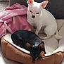 dog, pet_bed, white_dog, black_dog, blanket, indoor, flooring, small_dog, canine, relaxed, resting, ears, cute, animal, companion, domestic, furry, two_dogs, home, cozy