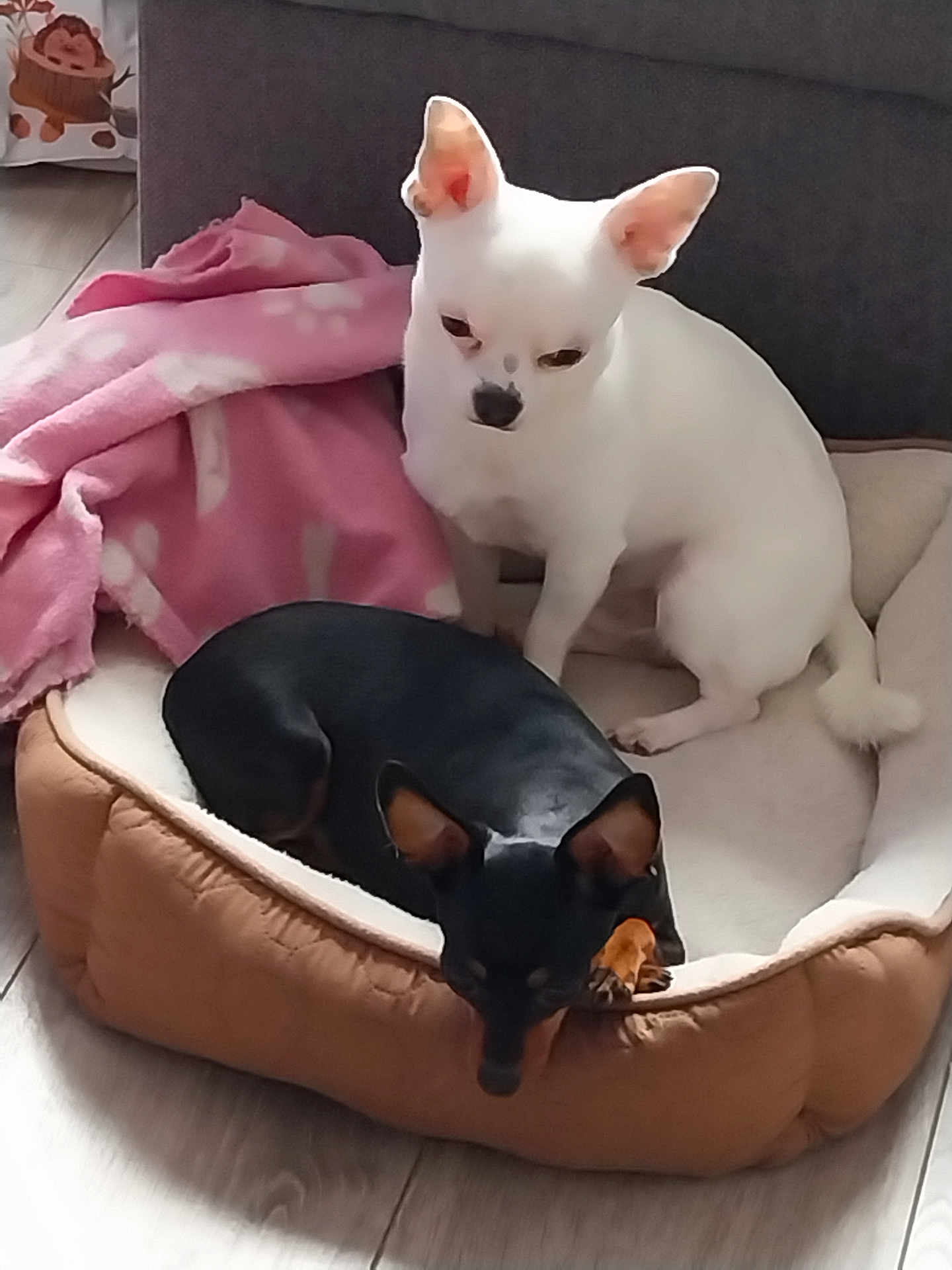 Nathalie Sochard a rejoint le concours — aidez-le/la à gagner de superbes lots ! dog, pet_bed, white_dog, black_dog, blanket, indoor, flooring, small_dog, canine, relaxed, resting, ears, cute, animal, companion, domestic, furry, two_dogs, home, cozy
