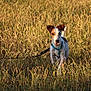 dog, small_dog, running, field, grass, outdoor, sunlight, leash, harness, brown_and_white, animal, nature, pet, happy, playful, daytime, canine, grassland, sunset_light, walking