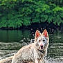 dog, water, splash, nature, outdoor, animal, white_dog, fur, wet, ears, collar, river, greenery, playful, motion, canine, summer, forest, daylight, wildlife