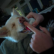 Eevee is registered to the contest to win money with this photo: dog, toy, hands, indoor, playful, pet, animal, closeup, mouth, fingers, cozy, window, dark, fur, nose, human, interaction, relaxation, cute, companion