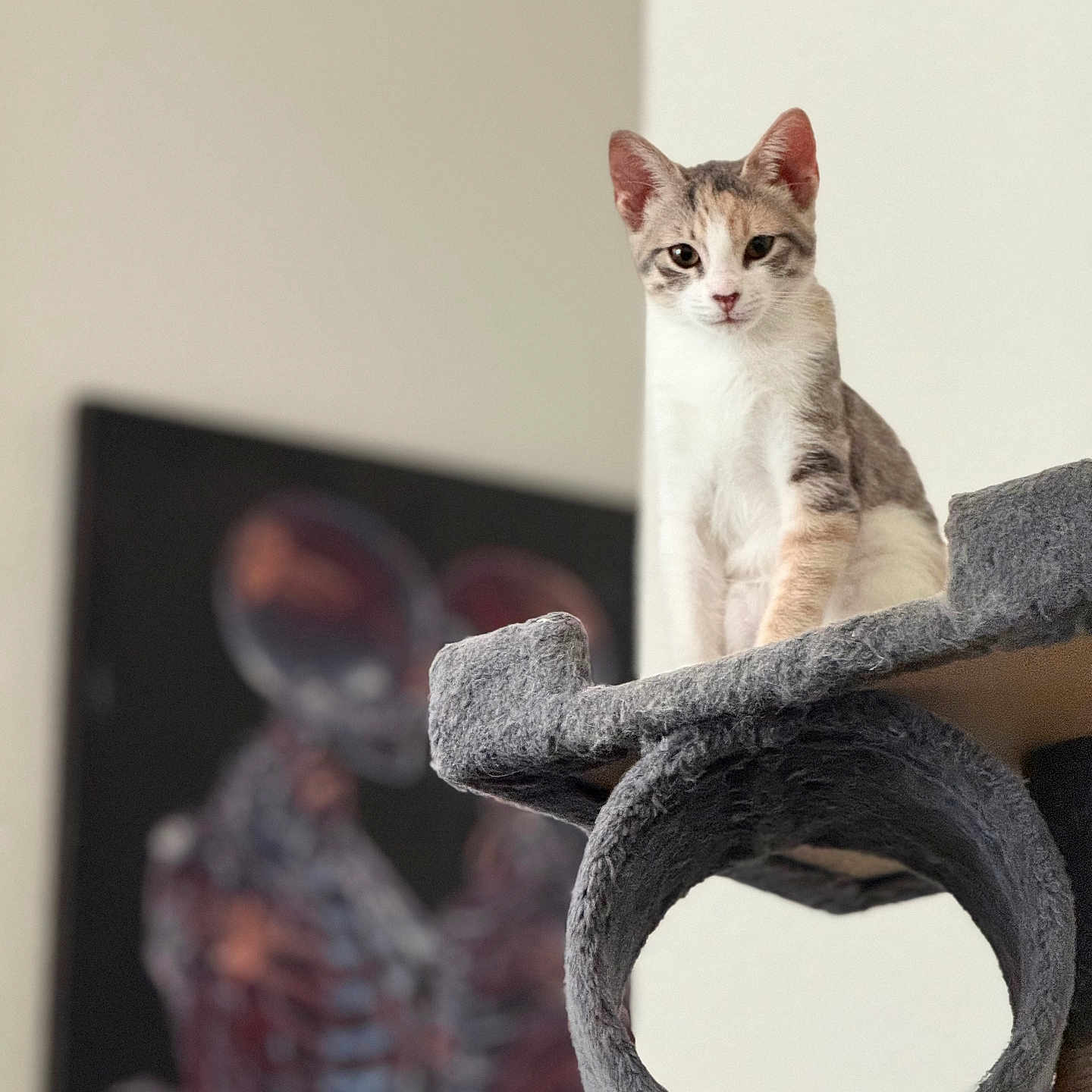 Ziggy is registered to the contest to win money with this photo: animal, blurred_background, cat, cat_tree, cozy, curious, feline, fur, gray, indoor, kitten, looking, painting, perched, pet, skeleton, soft_light, wall_art, white, young_cat