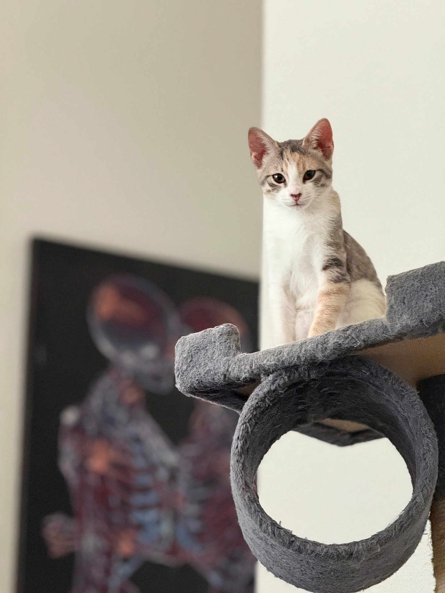 Ziggy is registered to the contest to win money with this photo: kitten, cat, cat_tree, indoor, pet, feline, animal, gray, white, curious, perched, soft_light, wall_art, painting, skeleton, blurred_background, cozy, fur, looking, young_cat
