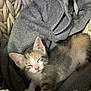 kitten, cat, sleepy, basket, knit, towel, cozy, pet, animal, feline, cute, resting, soft, indoor, young, fur, whiskers, small, adorable, domestic