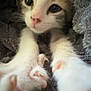Ziggy is registered to the contest to win money with this photo: kitten, cat, paws, close_up, furry, cute, pet, animal, cozy, blanket, stretching, soft, fur, curious, indoor, young, whiskers, pink_nose, sleepy, resting