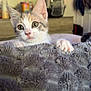 Ziggy joined the competition — help win amazing prizes! kitten, cat, pet, curious, blanket, fur, indoor, cozy, whiskers, paw, cute, young, animal, soft, face, tabby, feline, home, playful, sleepy