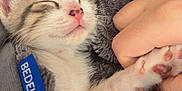 Ziggy joined the competition — help win amazing prizes! kitten, cat, sleeping, paw, blanket, hand, cozy, cute, pet, fur, nap, rest, animal, domestic, feline, soft, closeup, indoor, comfort, young