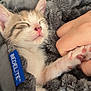 kitten, cat, sleeping, paw, blanket, hand, cozy, cute, pet, fur, nap, rest, animal, domestic, feline, soft, closeup, indoor, comfort, young