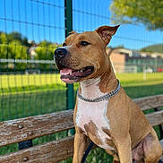 Storm a rejoint le concours — aidez-le/la à gagner de superbes lots ! dog, bench, outdoor, park, chain_collar, brown_dog, white_chest, fence, grass, sunny, blue_sky, pet, canine, sitting, animal, nature, daylight, alert, happy, leash