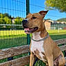 dog, bench, outdoor, park, chain_collar, brown_dog, white_chest, fence, grass, sunny, blue_sky, pet, canine, sitting, animal, nature, daylight, alert, happy, leash