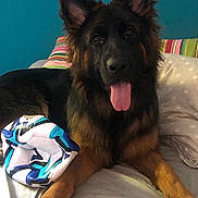 Vaïa a rejoint le concours — aidez-le/la à gagner de superbes lots ! animal, bed, chewed_ball, comfortable, companion, cute, dog, ears, fur, german_shepherd, home, indoor, paw, pet, pillow, playful, relaxed, resting, soccer_ball, tongue_out