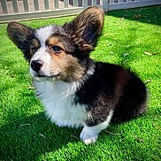 Koda joined the competition — help win amazing prizes! dog, puppy, corgi, grass, outdoor, pet, animal, fur, ears, cute, small, adorable, sunlight, nature, young, tricolor, sitting, playful, canine, domestic