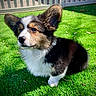 dog, puppy, corgi, grass, outdoor, pet, animal, fur, ears, cute, small, adorable, sunlight, nature, young, tricolor, sitting, playful, canine, domestic