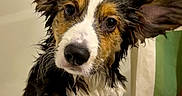Koda joined the competition — help win amazing prizes! animal, bathroom, bathtub, canine, closeup, confused, curious, cute, dog, ears, expression, fur, indoor, looking, paw, pet, portrait, shower_curtain, water, wet