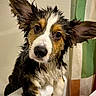 animal, bathroom, bathtub, canine, closeup, confused, curious, cute, dog, ears, expression, fur, indoor, looking, paw, pet, portrait, shower_curtain, water, wet