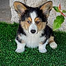 Koda joined the competition — help win amazing prizes! adorable, animal, canine, corgi, cute, dog, ears, fur, grass, leaf, nature, outdoor, pet, plant, portrait, puppy, sitting, small, tricolor, young
