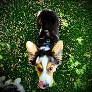 Koda joined the competition — help win amazing prizes! adorable, animal, collar, corgi, cute, dog, ears, fur, grass, greenery, looking_up, nature, outdoor, pet, playful, puppy, summer, sunlight, tongue, young