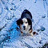 dog, snow, outdoor, animal, pet, winter, fur, black_and_white, walking, playful, nature, cold, canine, paw_prints, ground, looking_up, adorable, one_blue_eye, one_brown_eye, mixed_breed