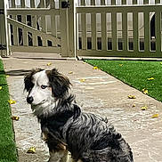 Jasper is registered to the contest to win money with this photo: animal, canine, car, chalk, daytime, dog, fence, fur, grass, leaf, nature, outdoor, parked_car, pet, quiet, sidewalk, sitting, vehicle, white_picket_fence, yellow_leaf
