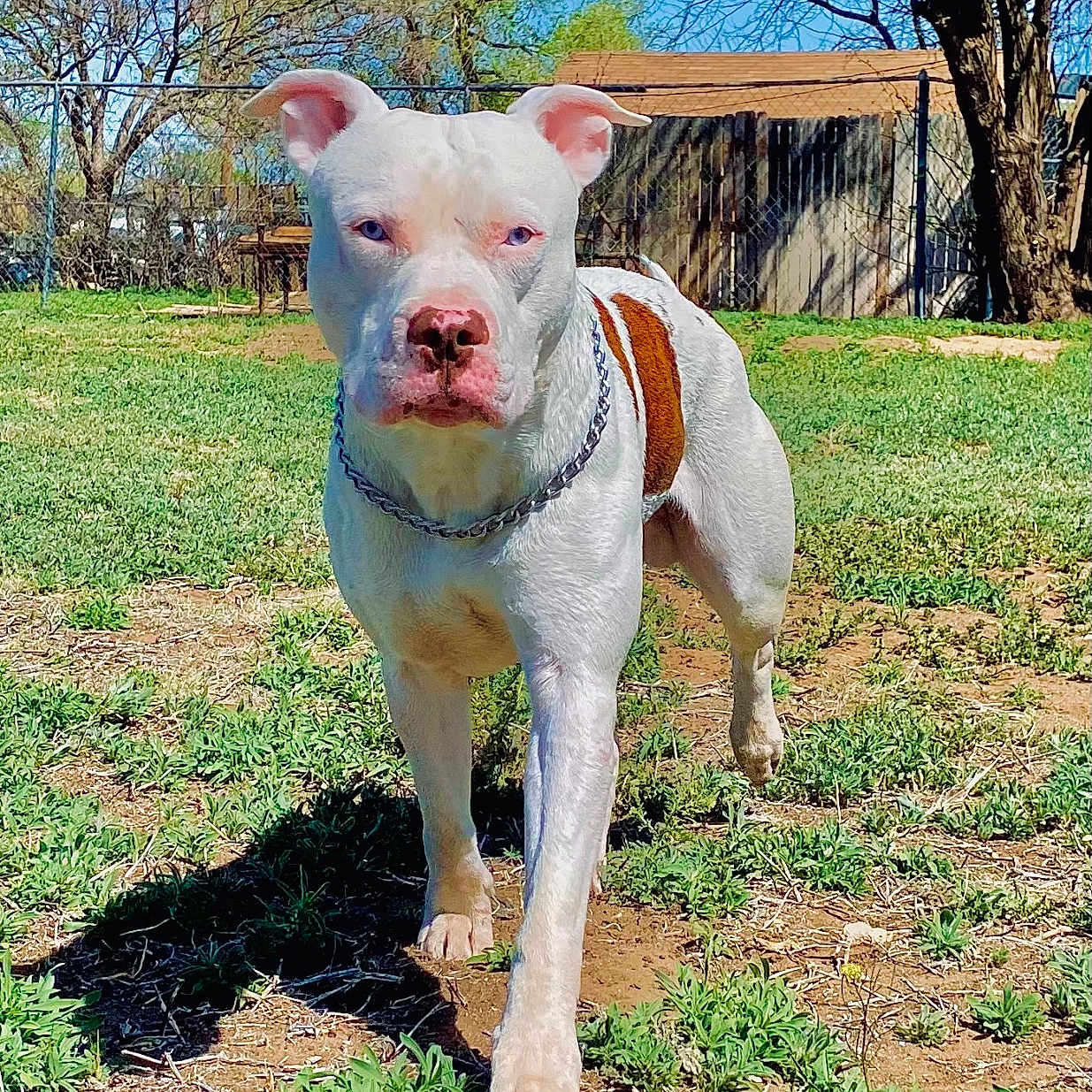 Apollo is registered to the contest to win money with this photo: animal, architecture, backyard, building, bulldog, canine, dog, grass, hardwood, nature, outdoors, pet, pitbull, plant, shelter, soil, stainedwood, tree, wood, yard