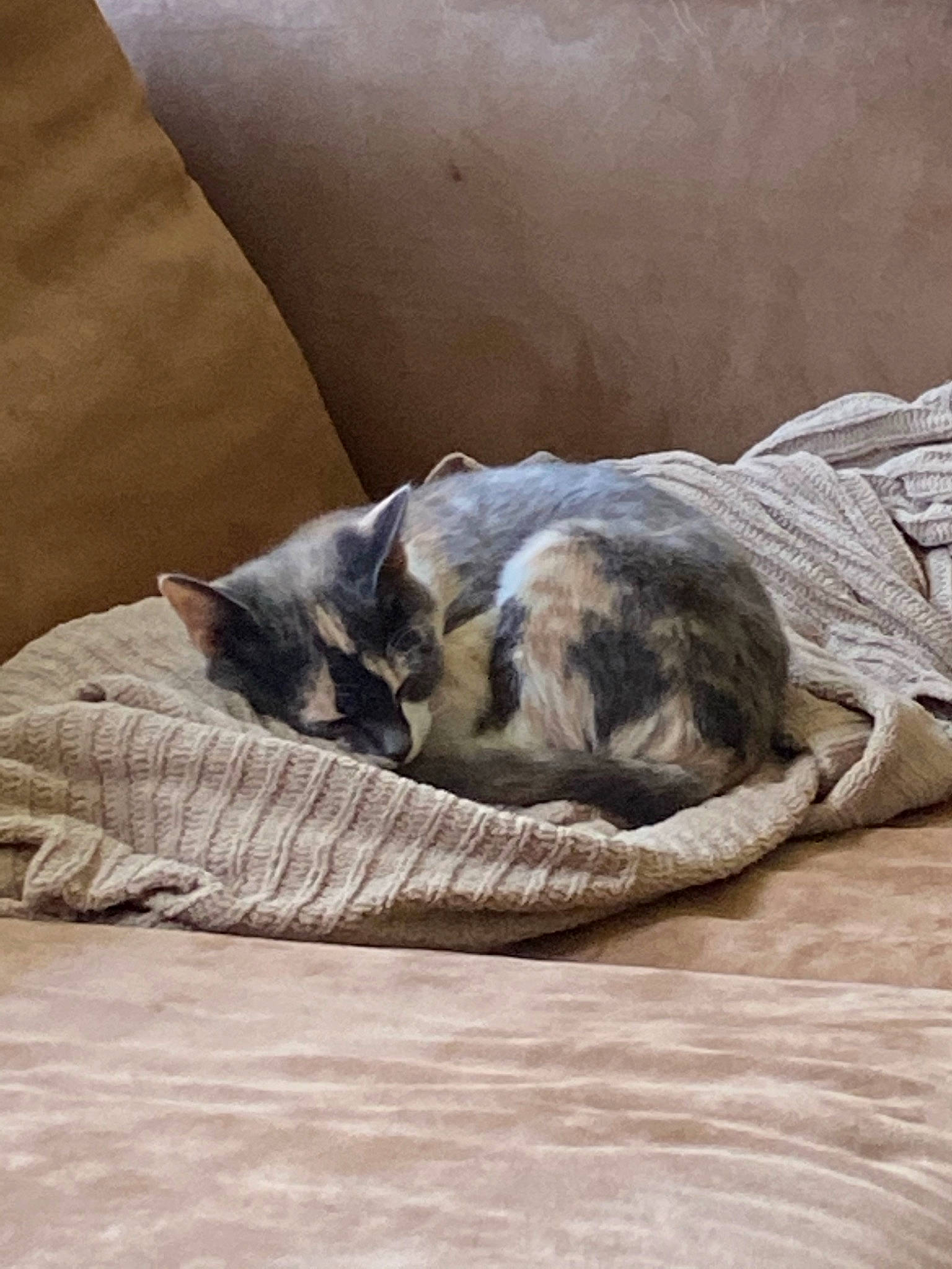 Gwen is registered to the contest to win money with this photo: carnivore, cat, comfort, companion_dog, couch, dog, dog_breed, domestic_short_haired_cat, fawn, felidae, fur, grey, hardwood, linens, small_to_medium_sized_cats, tail, terrestrial_animal, whiskers, wildlife, wood