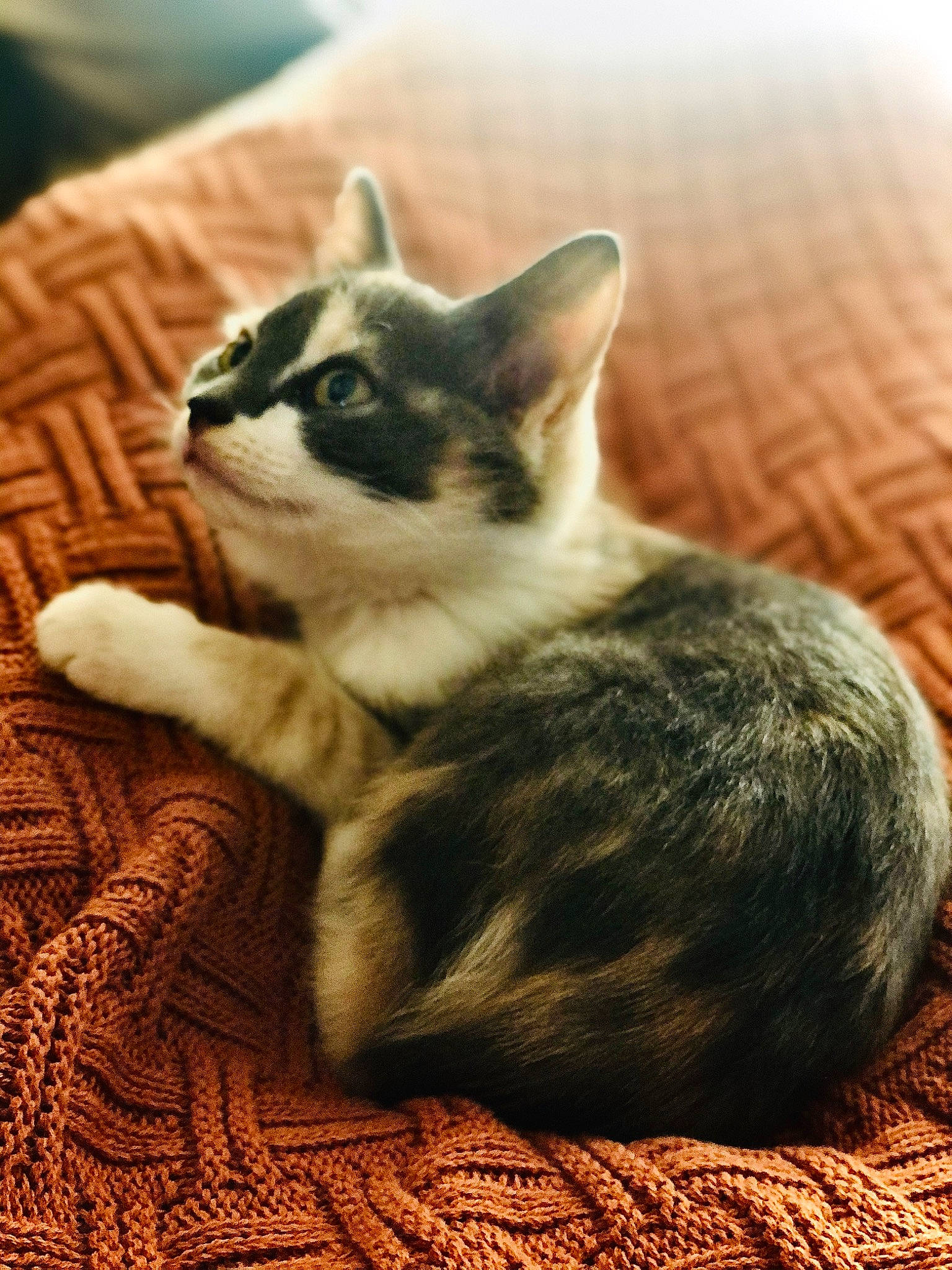 Gwen joined the competition — help win amazing prizes! carnivore, cat, claw, comfort, domestic_short_haired_cat, eye, fawn, felidae, flooring, foot, fur, grey, hardwood, paw, small_to_medium_sized_cats, snout, tail, whiskers, wood