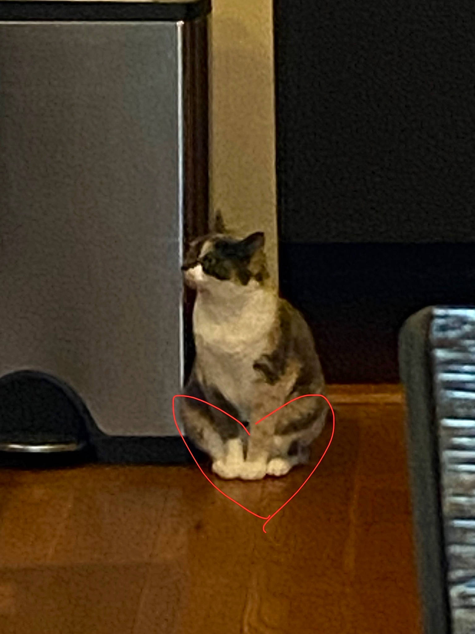 Gwen is registered to the contest to win money with this photo: audio_equipment, box, carnivore, cat, cat_supply, cat_toy, domestic_short_haired_cat, felidae, fur, grey, hardwood, pet_supply, ragdoll, room, small_to_medium_sized_cats, tail, whiskers, wood