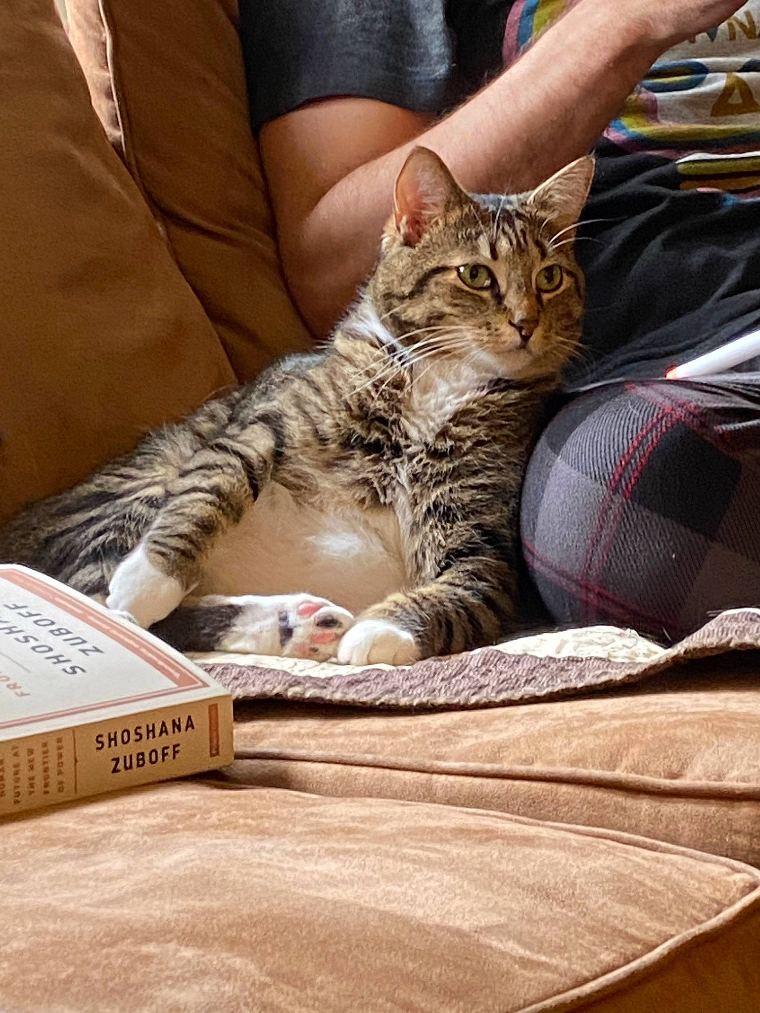 Camelot joined the competition — help win amazing prizes! bedding, box, carnivore, cat, comfort, couch, domestic_short_haired_cat, fawn, felidae, fur, human_leg, linens, mammal, nap, paper_product, paw, sitting, small_to_medium_sized_cats, whiskers, wood