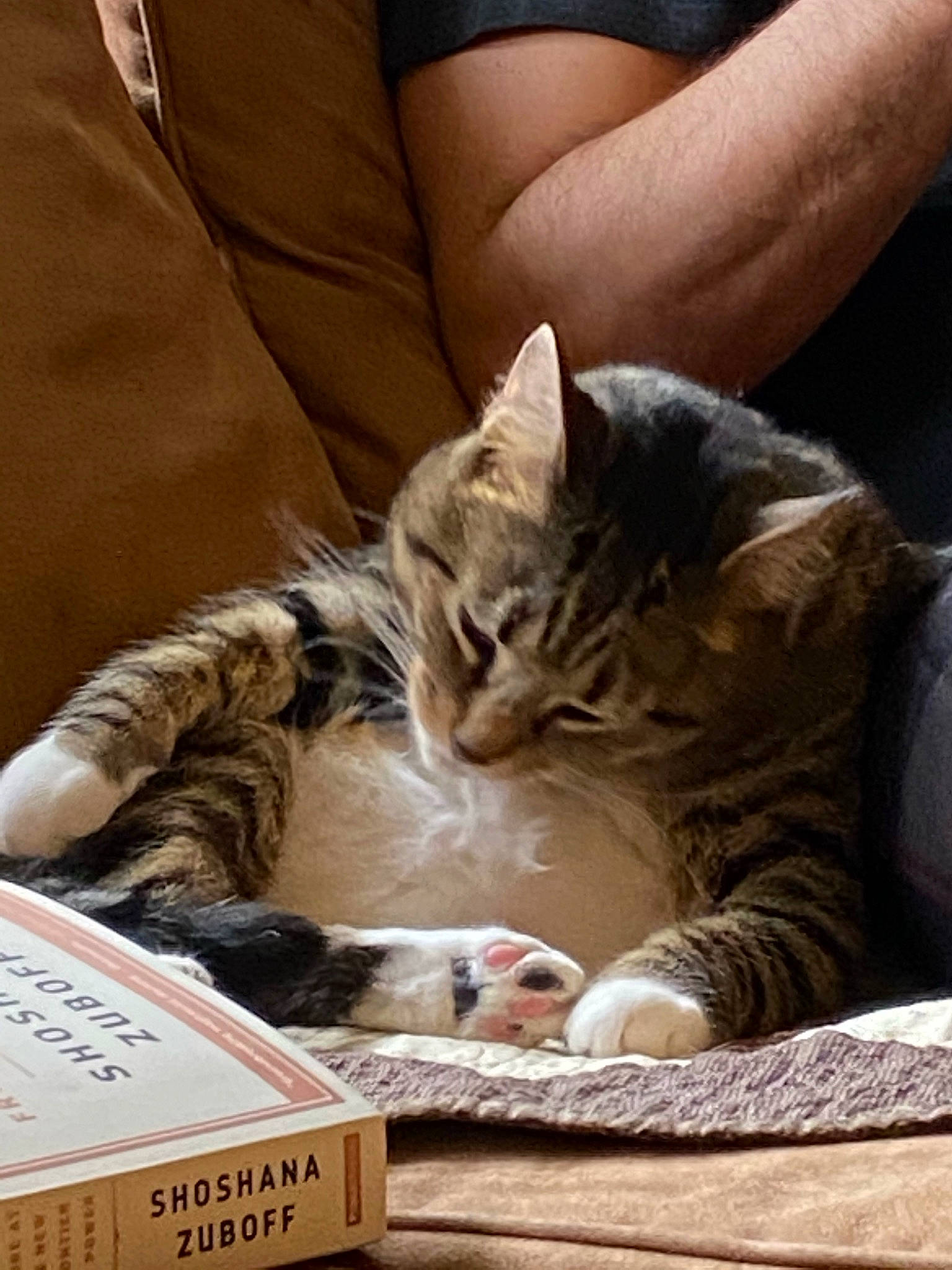 Camelot joined the competition — help win amazing prizes! box, cardboard, carnivore, carton, cat, claw, comfort, couch, domestic_short_haired_cat, felidae, fur, nap, packaging_and_labeling, paw, shipping_box, sitting, small_to_medium_sized_cats, whiskers, wood