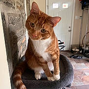 Tangerine joined the competition — help win amazing prizes! animal, cat, cat_tree, cozy, curious, domestic_cat, door, ears, feline, home, household, indoor, orange_cat, paws, pet, stone_wall, tail, tile_floor, whiskers, white_cat