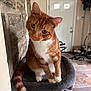 animal, cat, cat_tree, cozy, curious, domestic_cat, door, ears, feline, home, household, indoor, orange_cat, paws, pet, stone_wall, tail, tile_floor, whiskers, white_cat