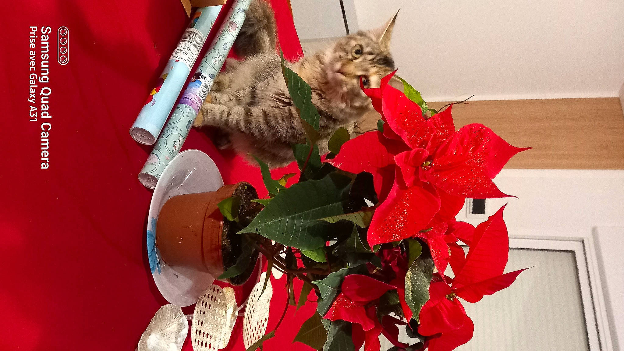 Tigress a rejoint le concours — aidez-le/la à gagner de superbes lots ! carmine, cat, christmas, christmas_decoration, christmas_eve, christmas_ornament, event, fashion_accessory, felidae, flower, flowerpot, hat, holiday, houseplant, ornament, petal, plant, poinsettia, red, tree