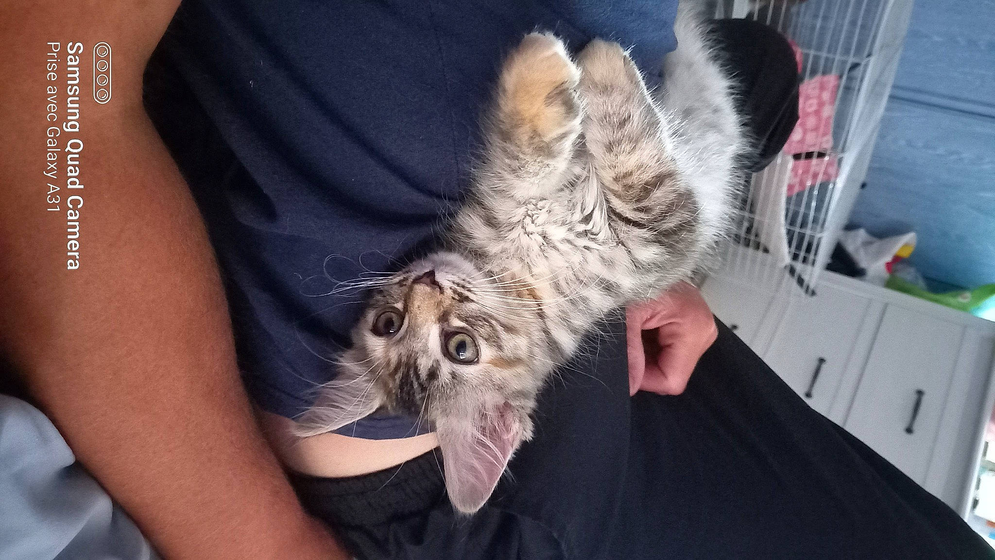 Tigress