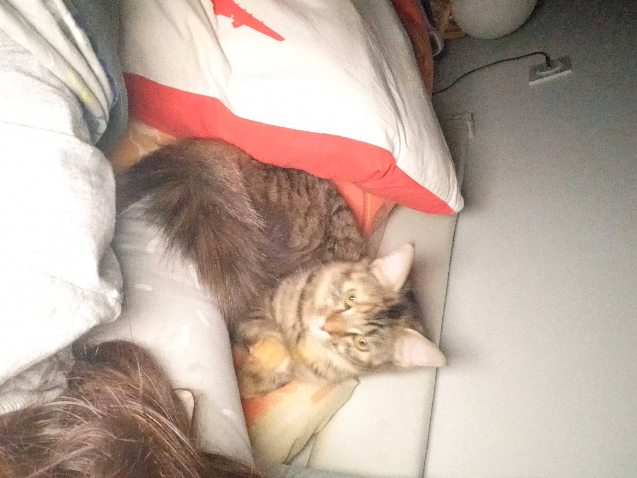 Tigress participe au concours pour gagner de l'argent avec cette photo : carnivore, cat, claw, comfort, domestic_short_haired_cat, ear, fawn, felidae, fur, gesture, human_leg, lap, linens, nap, paw, room, small_to_medium_sized_cats, tail, textile, whiskers