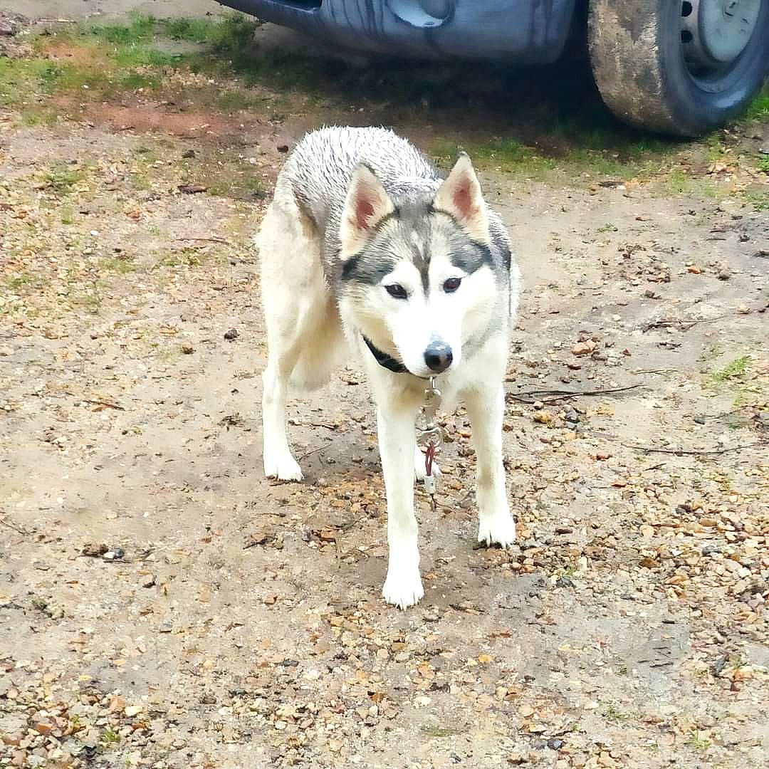 Kaya participe au concours pour gagner de l'argent avec cette photo : automotive_tire, canidae, canis, carnivore, dog, dog_breed, sled_dog, soil, sporting_group, synthetic_rubber, tail, terrestrial_animal, tire, tire_care, tread, vehicle, wheel, wolf, working_animal, working_dog